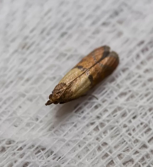 Nettoyage de tapis - ETHAN RESTAURE TAPIS en Île-de-France et Paris : Dépoussiérage, déssablage et nettoyage de tapis et tapisseries anciens. Rénovation de tapis après les dégâts des animaux, mites ...  Ethan Restaure Tapis : Paris (75), les Hauts-de-Seine (92), la Seine-Saint-Denis (93), le Val-de-Marne (94), la Seine-et-Marne (77), les Yvelines (78), l'Essonne (91) et le Val-d’Oise (95)